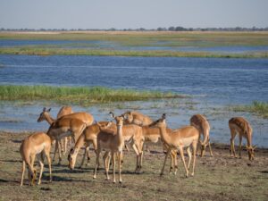 Group of impala antelopes feeding and grazing in front of Chobe River, Chobe National Park, Botswana, Africa.