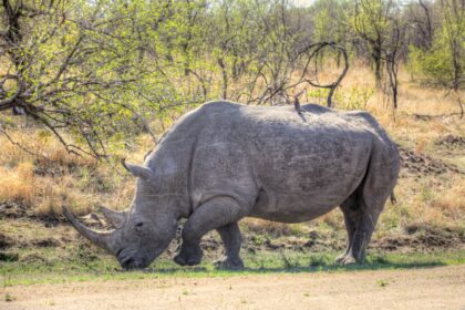 A white rhino (Ceratotherium simum) grazing in the Kruger National Park, South Africa.