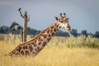 A Giraffe sitting in the grass in the Okavango Delta, Botswana.