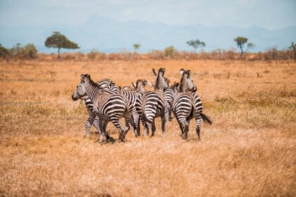 Tanzania Day Trips