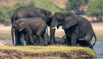 African elephants stand on island in river