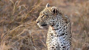 7-Day The Best Lodge and Group Tanzania Safari.