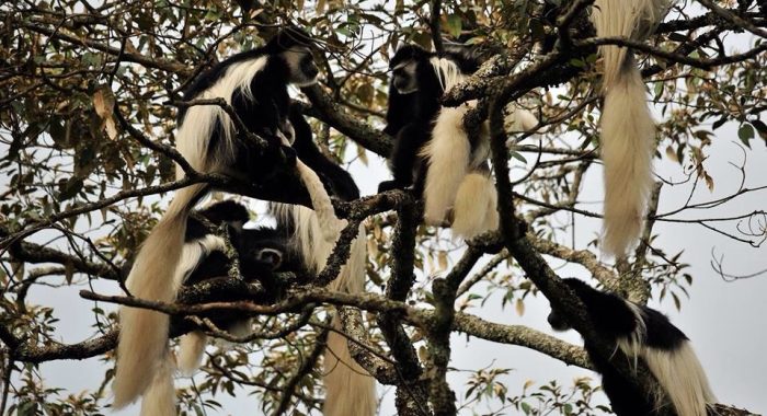 arusha monkey Tanzania Day Trips