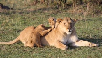 11-Day Luxury Safari in Northern and Southern Circuit Tanzania