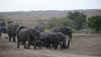 4 Days Masai Mara Safari