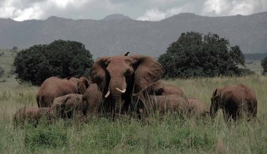 11979957 - herd of elephants, kidepo valley national park (uganda)